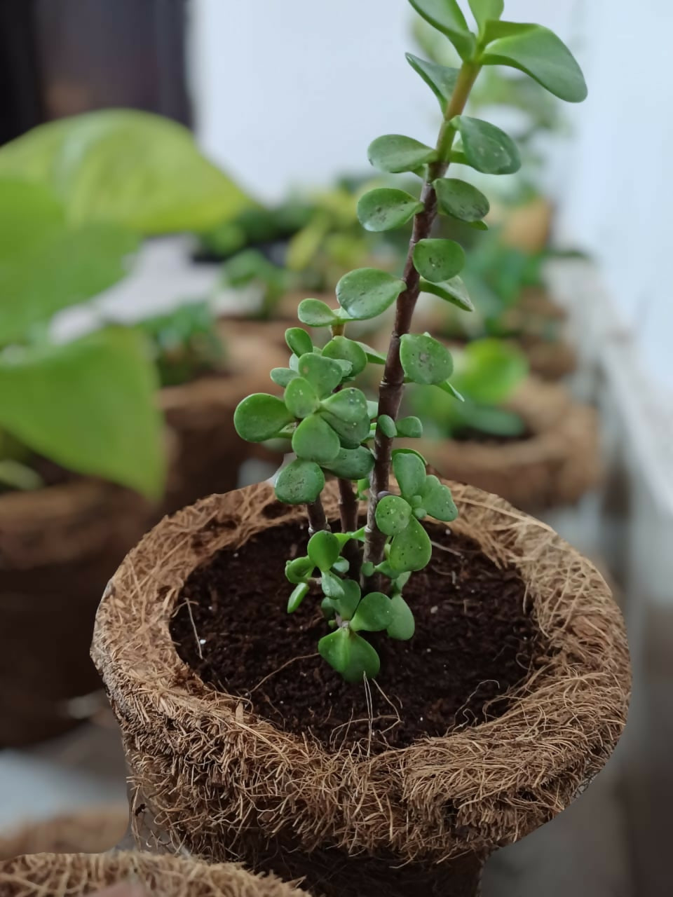 Help your child cultivate their love for gardening and watch their curiosity grow along with the plants! 🌱